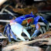 IMG_4603BlueLandCrab