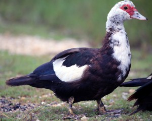 IMG_4625Muscovy