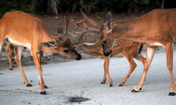 IMG_4798AntlerToAntler