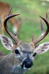 IMG_4875Buck