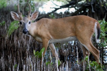 IMG_5057MarshDeer