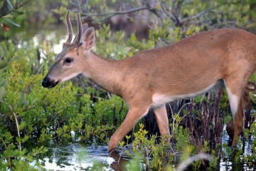 IMG_5103YoungBuck