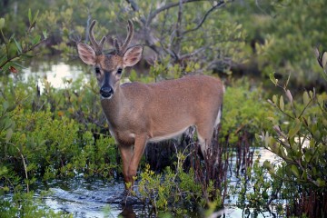 IMG_5106SwampDeer