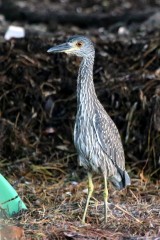 IMG_5172Immature Limpkin