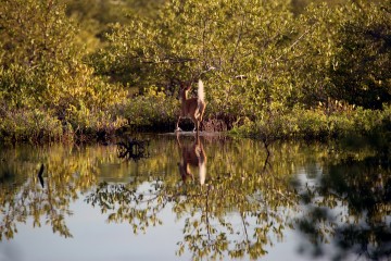 IMG_5211SwampDeer