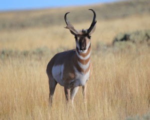 IMG_5333Pronghorn