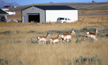 IMG_5343WyomingPronghorns