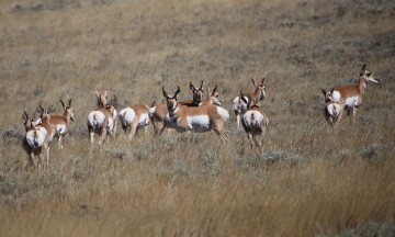 IMG_5375Pronghorns