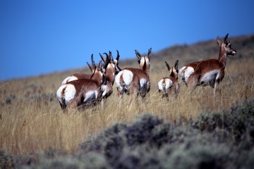 IMG_5574WyomingPronghorns