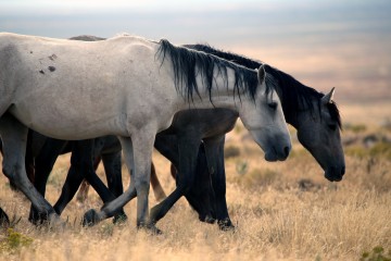 IMG_5979WildHorses