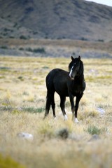 IMG_6001TheBlackStallion