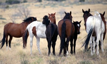 IMG_6048Horses