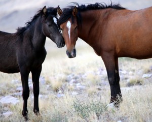 IMG_6081WildHorses