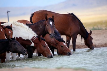 IMG_6273WaterHoleintheDesert