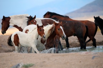 IMG_6301PintosatWaterHole