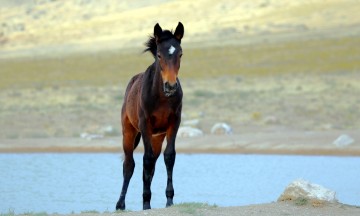 IMG_6304BlackStallion'sFoal