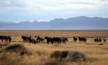 IMG_6339WildMustangs