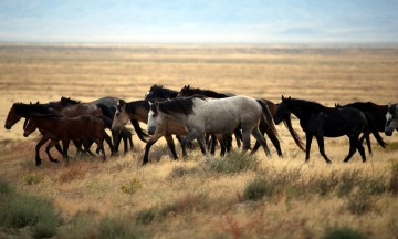 IMG_6341HerdofWildMustangsinUtahDesert