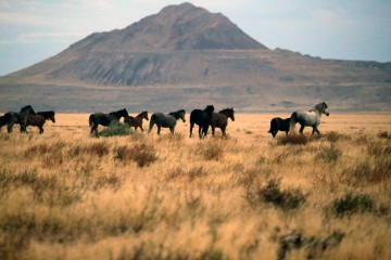 IMG_6457Mustangs