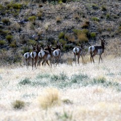 IMG_6552Pronghorns