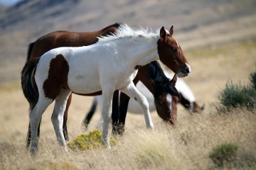 IMG_6586Mustangs