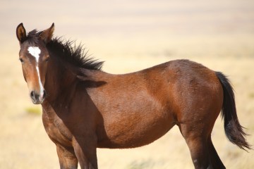 IMG_6674Mustang