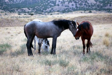 IMG_6768Mustangs