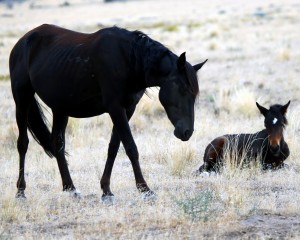 IMG_6777BlackStalllionandFoal