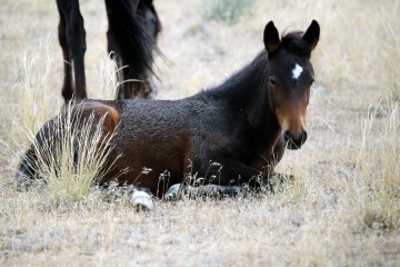 IMG_6801MustangFoal