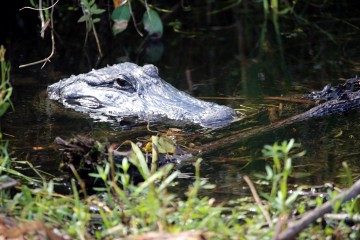 IMG_6829Gator