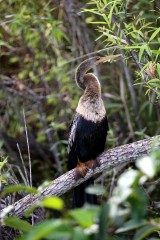 IMG_6832Anhinga