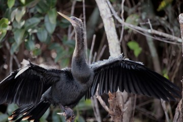 IMG_6838Cormorant DryingWingsAfterRain