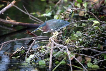 IMG_6843GreenHeron