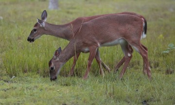 IMG_6866DeerDoes