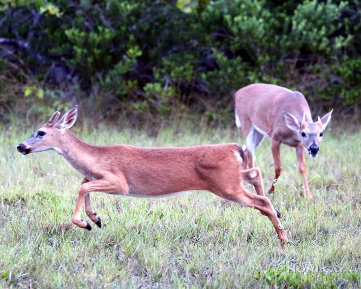 IMG_6876JuniorBuckRunning