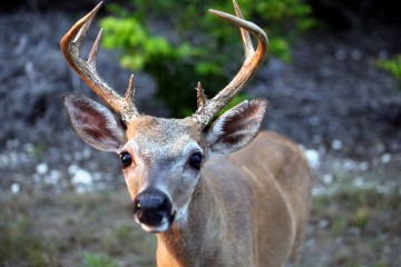 IMG_6888NoNameKeyDeer