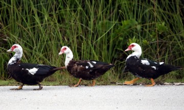 IMG_6935Muscovy