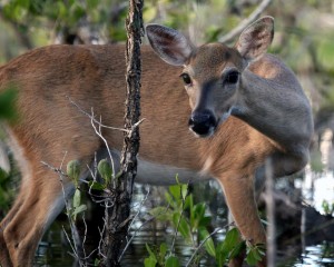 IMG_7050Doe