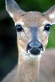 IMG_7133DeerFace