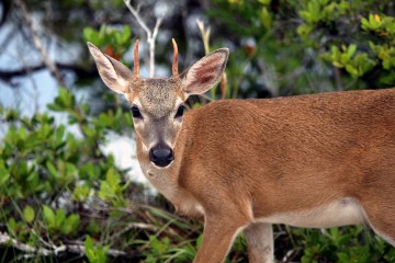 IMG_7238YoungBuck