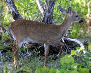 IMG_7264Fawn