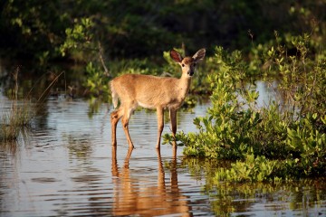 IMG_7266GoldenLight