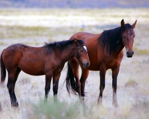 IMG_6012MarewithFoal