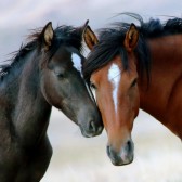IMG_6081Mustangs