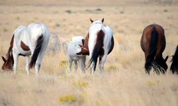 IMG_6145PintoNursingUtahPlains