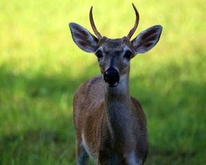 IMG_7269YoungBuck