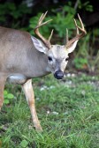 IMG_7313PrimeDeer