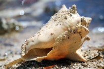 IMG_7379Conch