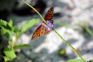 IMG_7500Butterfly