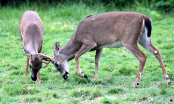 IMG_7520BucksSparring